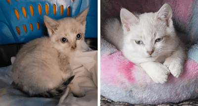 Koko’s transformation—on the left, his first day at Kit’s home as a timid, scared kitten, and on the right, thriving in comfort and safety