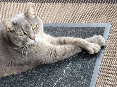 Toesy, always sitting with her front legs crossed like a little lady!