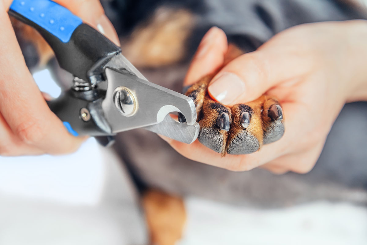 How to Trim Your Dog s Nails