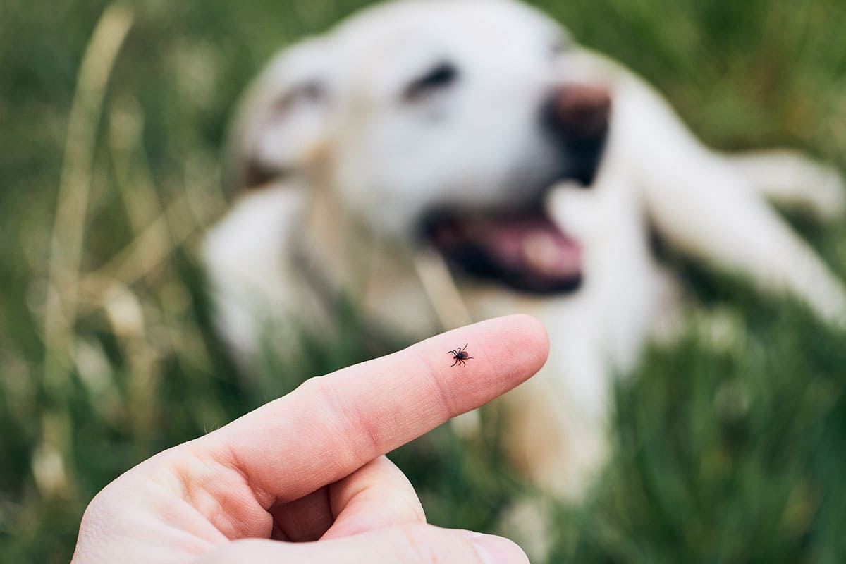 does lyme disease make dogs vomit