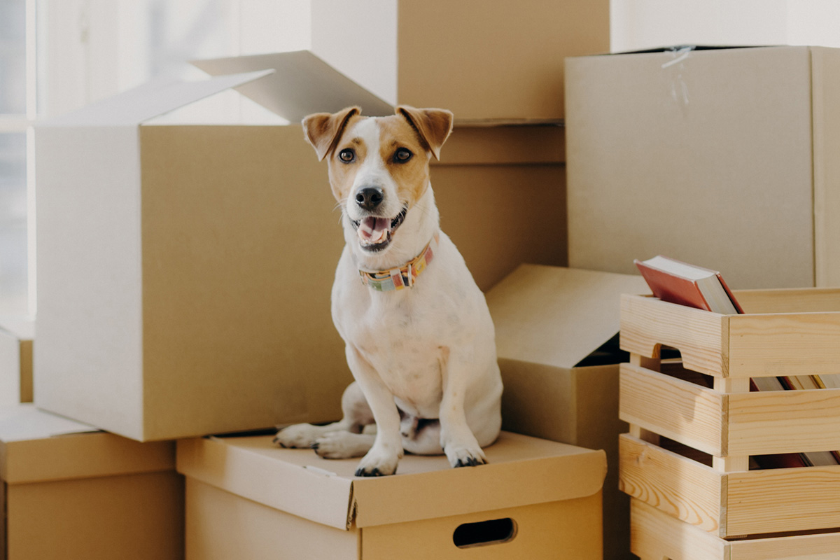 Moving with a Pet? Start Here to Find Affordable Pet‑Friendly Housing