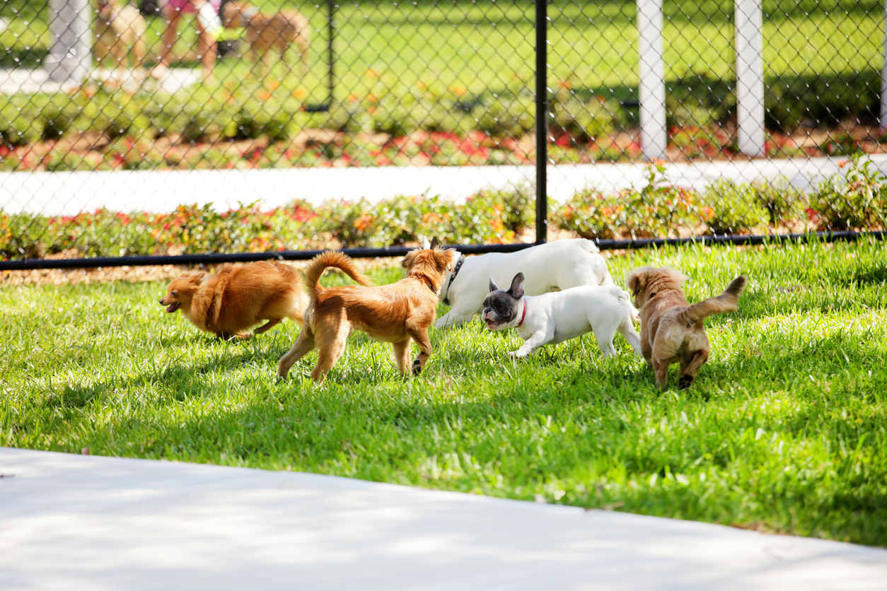 free fenced dog parks near me