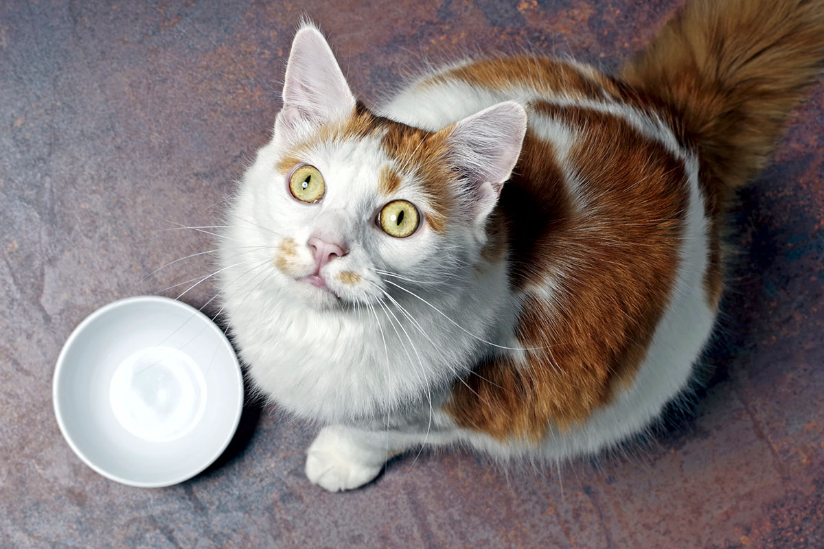 Should you refrigerate outlet wet cat food