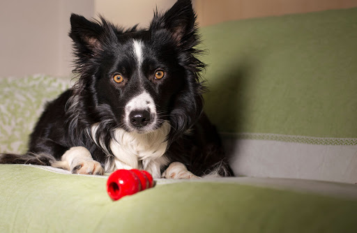 How to Fill a Kong for Dogs - Pooch Parenting